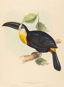 Osculant Toucan (Ramphastos osculans). Creators: John Gould, Elizabeth Gould
