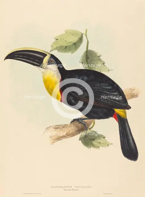 Osculant Toucan (Ramphastos osculans). Creators: John Gould, Elizabeth Gould.