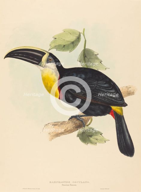 Osculant Toucan (Ramphastos osculans). Creators: John Gould, Elizabeth Gould.