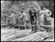 Osier strippers in Baughurst, peeling withies for making willow baskets, Hampshire, 1920-40. Creator: George R Long