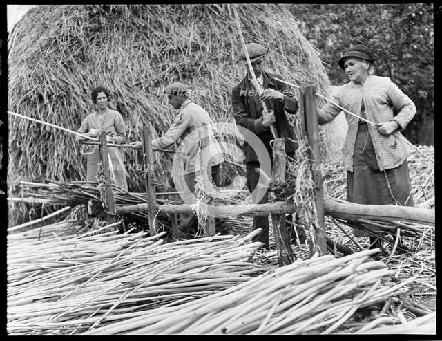 Osier strippers in Baughurst, peeling withies for making willow baskets, Hampshire, 1920-40. Creator: George R Long.