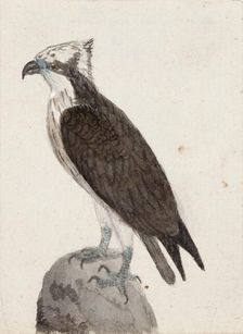 Osprey, 1831. Creator: Ferdinand von Wright