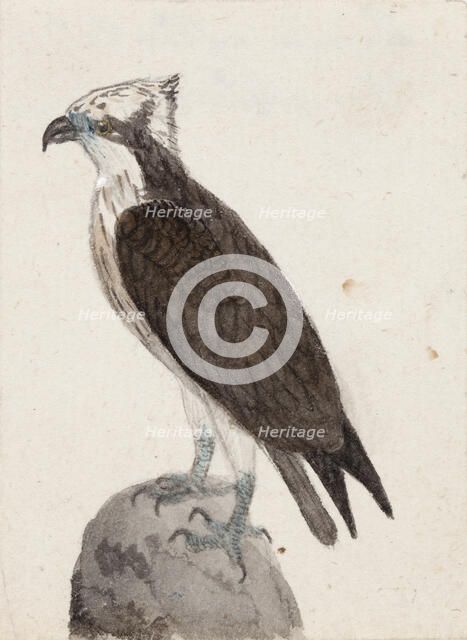 Osprey, 1831. Creator: Ferdinand von Wright.