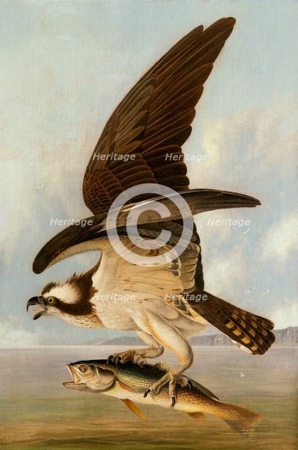Osprey and Weakfish, 1829. Creator: John James Audubon.