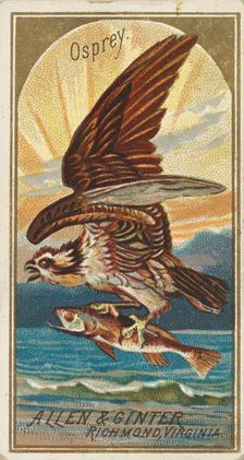 Osprey, from the Birds of America series (N4) for Allen & Ginter Cigarettes Brands, 1888. Creator: Allen & Ginter