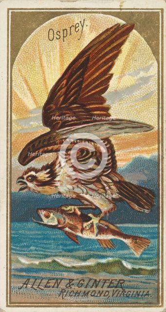 Osprey, from the Birds of America series (N4) for Allen & Ginter Cigarettes Brands, 1888. Creator: Allen & Ginter.