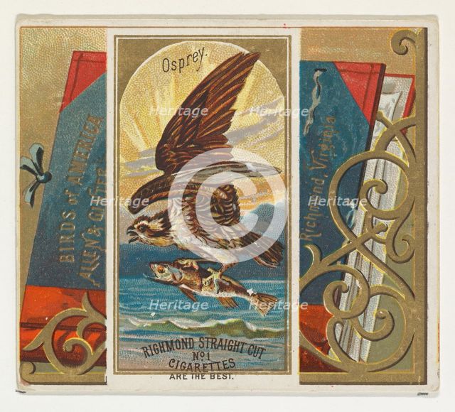Osprey, from the Birds of America series (N37) for Allen & Ginter Cigarettes, 1888. Creator: Allen & Ginter.