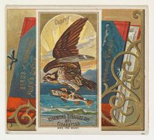 Osprey, from the Birds of America series (N37) for Allen & Ginter Cigarettes, 1888. Creator: Allen & Ginter