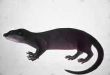 Otter, 18th century. Creator: Unknown