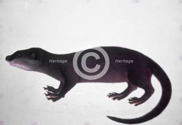 Otter, 18th century. Creator: Unknown.