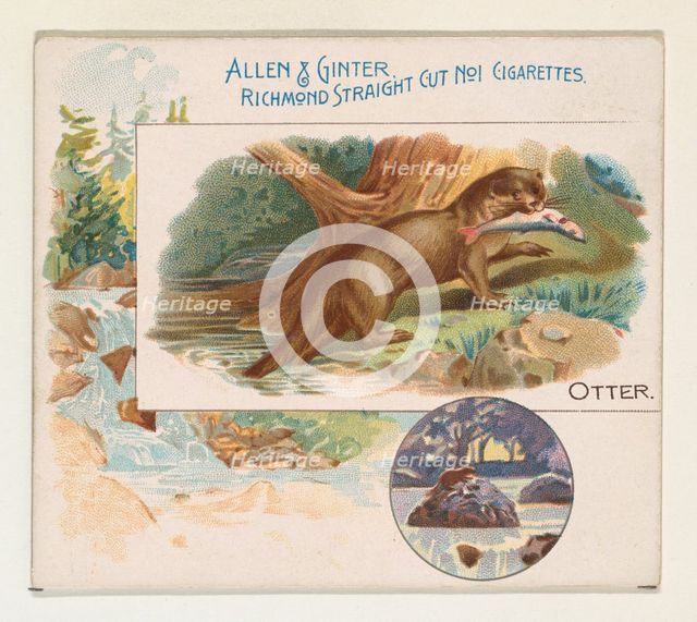 Otter, from Quadrupeds series (N41) for Allen & Ginter Cigarettes, 1890. Creator: Allen & Ginter.