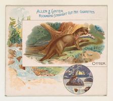 Otter, from Quadrupeds series (N41) for Allen & Ginter Cigarettes, 1890. Creator: Allen & Ginter