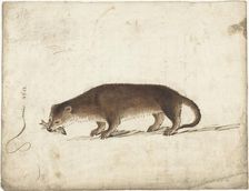 Otter with a fish in his mouth, 1612. Creator: Gerard ter Borch I