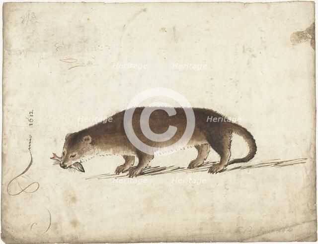 Otter with a fish in his mouth, 1612. Creator: Gerard ter Borch I.