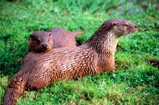 Otters. Creator: Peter Thompson