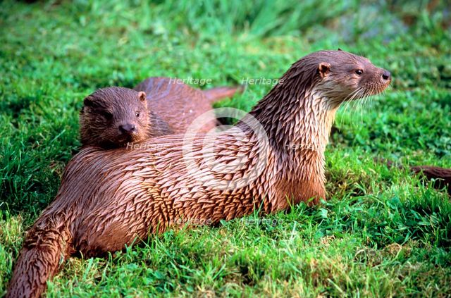 Otters. Creator: Peter Thompson.