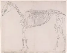 Outline drawing possibly for The First Anatomical Table of the Skeleton of the Horse 1756. Creator: George Stubbs