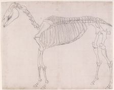 Outline drawing possibly for The First Anatomical Table of the Skeleton of the Horse 1756. Creator: George Stubbs