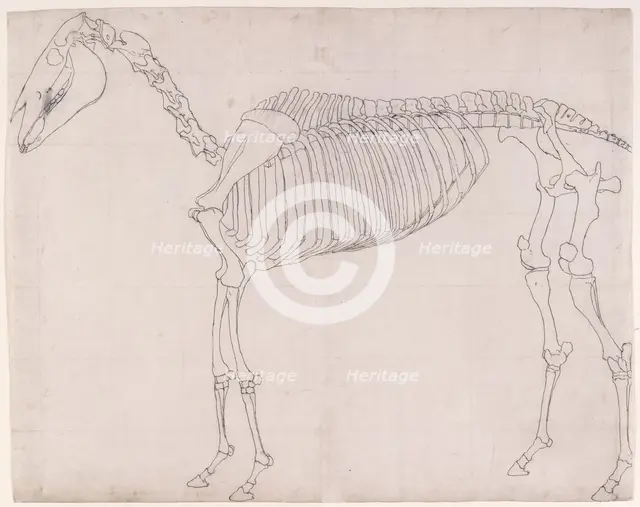 Outline drawing possibly for 'The First Anatomical Table of the Skeleton of the Horse', 1756. Creator: George Stubbs.
