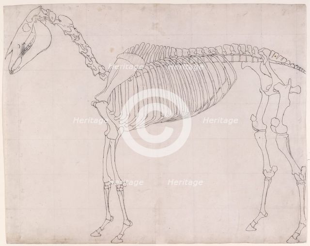 Outline drawing possibly for 'The First Anatomical Table of the Skeleton of the Horse', 1756. Creator: George Stubbs.