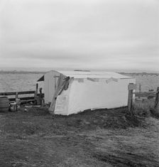 Outside of potato pickers camp, across from the..., Tulelake, Siskiyou County, California, 1939. Creator: Dorothea Lange