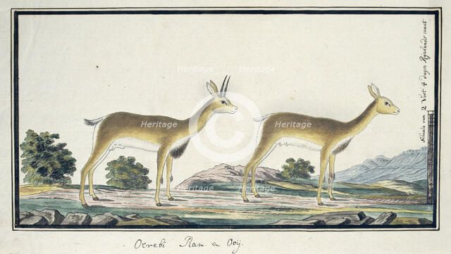Ourebia ourebi (Oribi), 1777-1786. Creator: Robert Jacob Gordon.