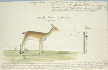 Ourebia ourebi (Oribi), 1777-1786. Creator: Robert Jacob Gordon