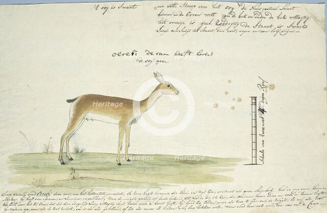 Ourebia ourebi (Oribi), 1777-1786. Creator: Robert Jacob Gordon.