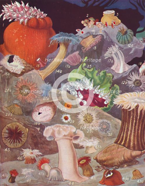 'Over Fifty Varieties of Sea Anemones', 1935. Artist: Unknown.