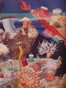 Over Fifty Varieties of Sea Anemones 1935