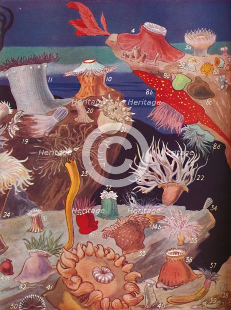' Over Fifty Varieties of Sea Anemones', 1935. Artist: Unknown.