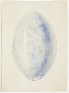 Overview of Oval Shell Stone, n.d. Creator: Giuseppe Grisoni