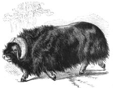 'Ovibos Moschatus; The Musk Ox and the Wolverine - a Geographical Parallel 1875. Creator: Unknown