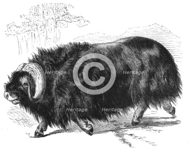 ''Ovibos Moschatus; The Musk Ox and the Wolverine - a Geographical Parallel', 1875. Creator: Unknown.