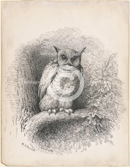 Owl, 1889. Creator: William Holbrook Beard.