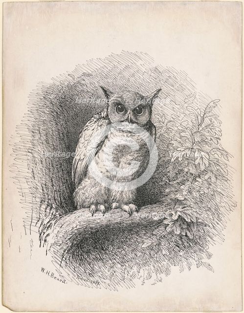 Owl, 1889. Creator: William Holbrook Beard.