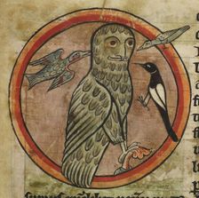 Owl mobbed by smaller birds, 1230-1240. Creator: Unknown