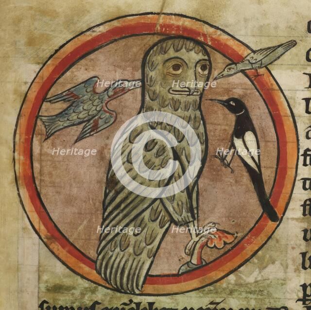 Owl mobbed by smaller birds, 1230-1240. Creator: Unknown.