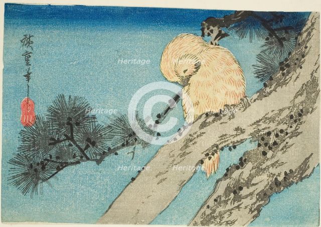 Owl on pine branch, 1830s. Creator: Ando Hiroshige.