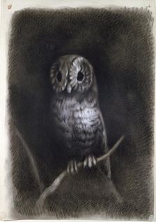 Owl, copied from a Photograph of Mantegna's Fresco, 1872 or earlier. Artist: Arthur Burgess