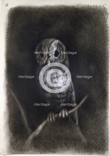 Owl, copied from a Photograph of Mantegna's Fresco, 1872 or earlier. Artist: Arthur Burgess.