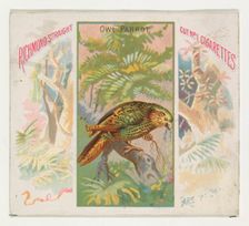 Owl Parrot, from Birds of the Tropics series (N38) for Allen & Ginter Cigarettes, 1889. Creator: Allen & Ginter