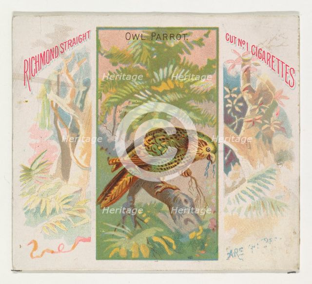 Owl Parrot, from Birds of the Tropics series (N38) for Allen & Ginter Cigarettes, 1889. Creator: Allen & Ginter.
