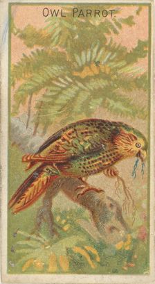 Owl Parrot, from the Birds of the Tropics series (N5) for Allen & Ginter Cigarettes Brands, 1889. Creator: Allen & Ginter