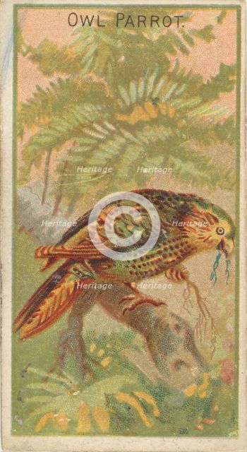 Owl Parrot, from the Birds of the Tropics series (N5) for Allen & Ginter Cigarettes Brands, 1889. Creator: Allen & Ginter.