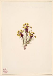 Owl's Clover (Orthocarpus erianthus), 1935. Creator: Mary Vaux Walcott