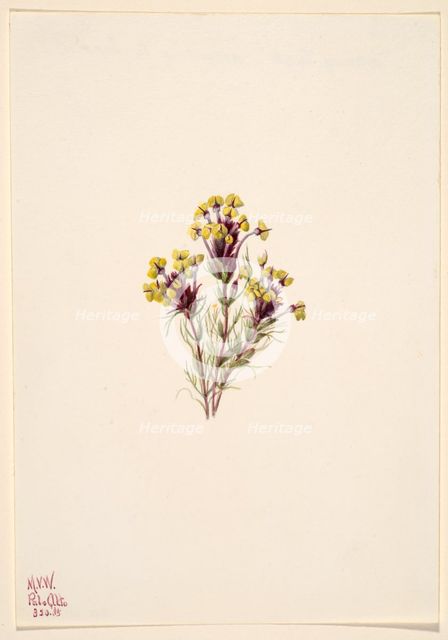 Owl's Clover (Orthocarpus erianthus), 1935. Creator: Mary Vaux Walcott.