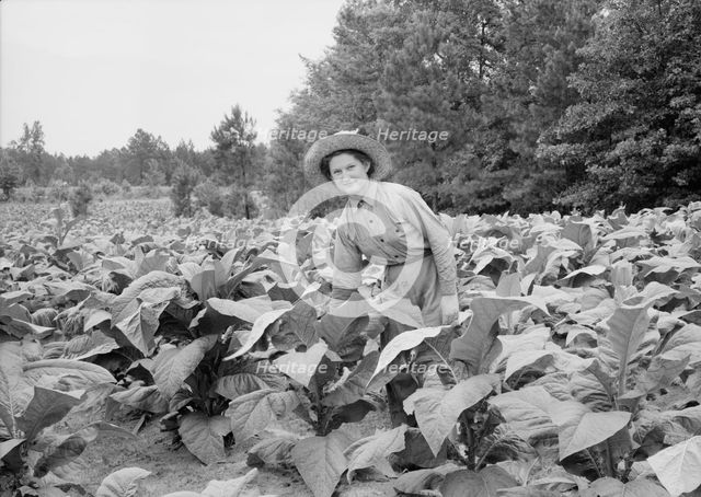 Owner's daughter topping tobacco, Granville County, North Carolina, 1939. Creator: Dorothea Lange.