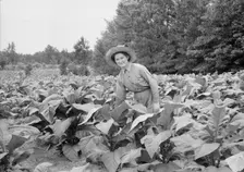 Owner's daughter topping tobacco, Granville County, North Carolina, 1939. Creator: Dorothea Lange