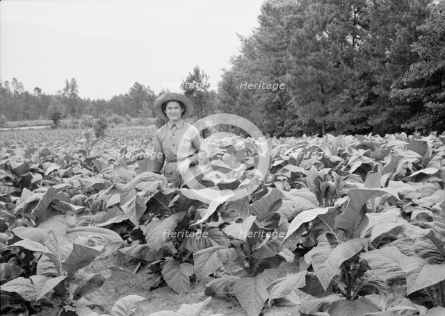 Owner's daughter topping tobacco, Granville County, North Carolina, 1939. Creator: Dorothea Lange.